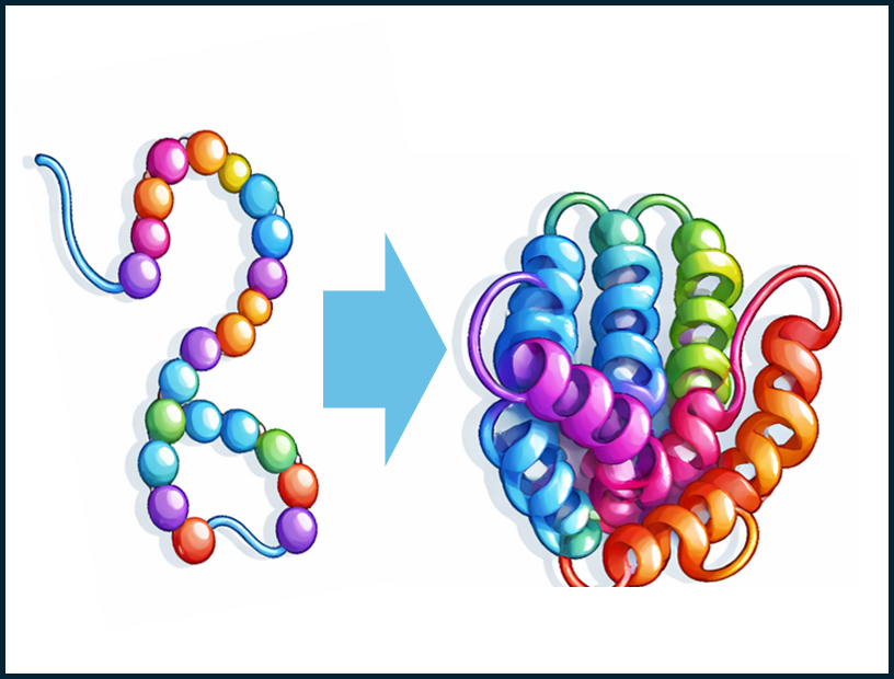 Protein folding