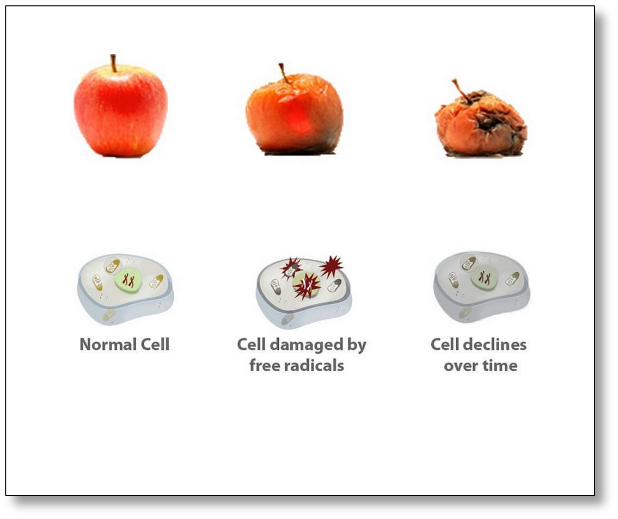 Normal cell, cell damaged by free radicals, cell declines overtime